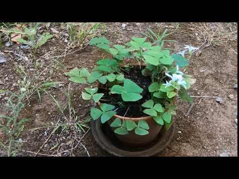 Time lapse of shamrock / clover closing and opening its leaves