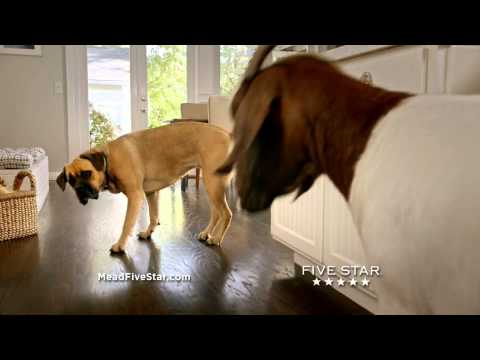 Cinco The Dog vs. Five Star® Flex