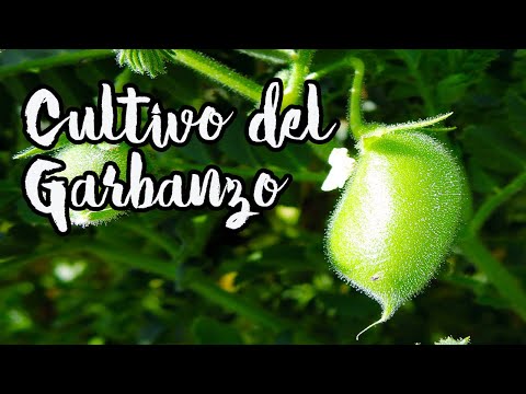 , title : 'GUÍA COMPLETA SOBRE EL CULTIVO DEL GARBANZO 🌱 || HUERTO ECOLÓGICO'