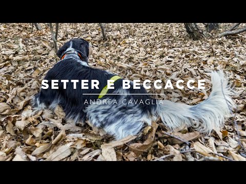 SETTER E BECCACCE | Ep. 6 - Cacciatori di Montagna 5