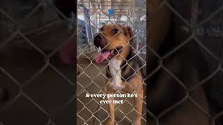 Video preview image #1 Mutt Puppy For Sale in El Centro, CA, USA
