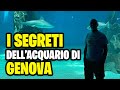 Scopri I Segreti Dell Acquario Di Genova Il Più Grande D Europa Svelato In Questo Video