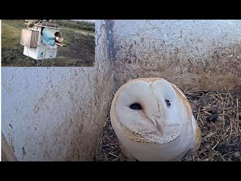 Barn owl upset with kestrel that checks out the nest sites.
