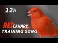 Best Canary Singing 12h