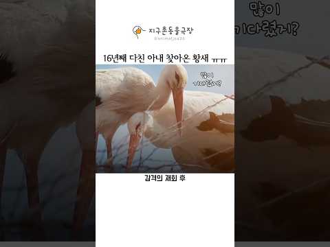 날지 못하는 아내를 위해 매년 14,000km를 날아온 황새 남편의 기적 ㅠㅠ