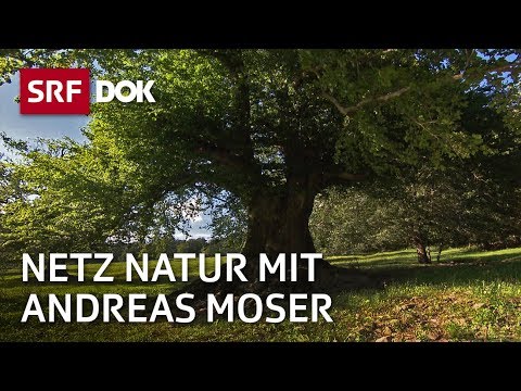 , title : 'Gefühle und Wahrnehmung bei Pflanzen | NETZ NATUR mit Andreas Moser | Doku | SRF Dok'