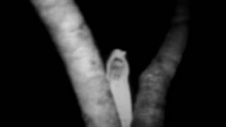 82 Hantu Pocong 2 Ekor Datang Rumah HD