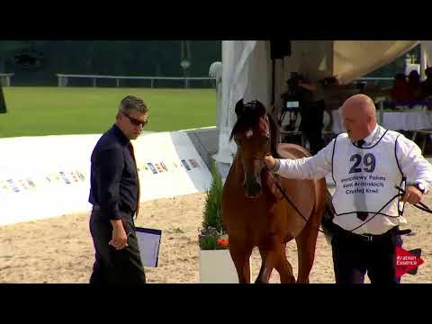 N.29 PARILLUS - Polish Nationals 2018 - Yearling Colts (Class 4)