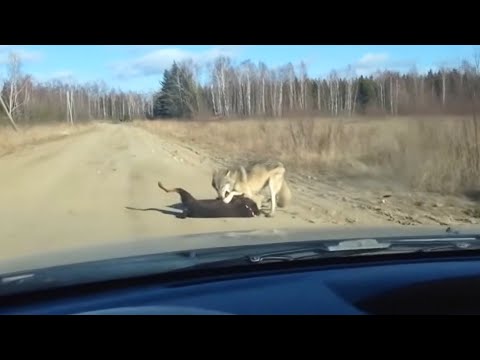 A WOLF ATTACKED A DOBERMAN AND SEE WHAT HAPPENED