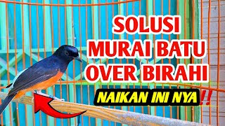 Download lagu 1 MORE WAY, A SOLUTION TO OVER-LUST MURAI BATU‼️INCREASES ITS EMOTIONS? mp3