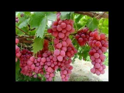 Waheed Zafar Qasmi BEautiful