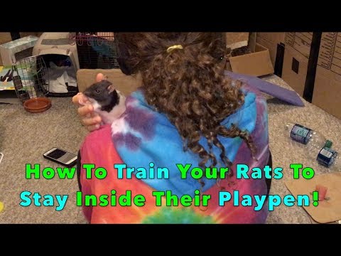 How To Train Your Rats To Stay Inside Their Playpen!