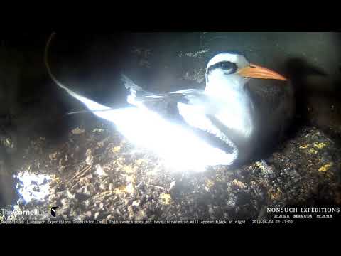 White-tailed Tropicbird Arrives To Feed Large, Growing Chick – June 4, 2019