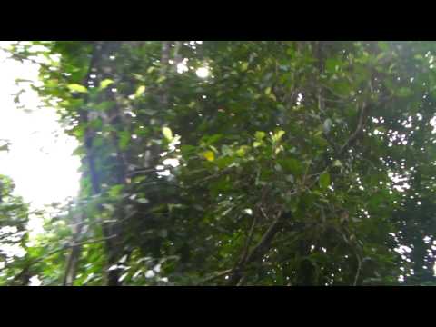 クローブの木 植物