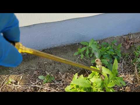 Massive Pavement Ant Infestation in Freehold, NJ