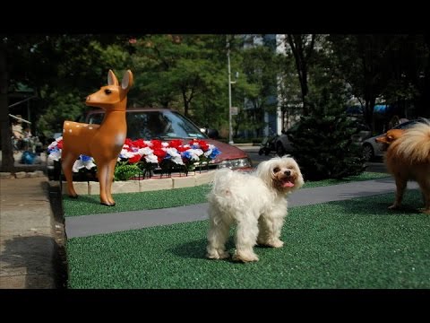 Artificial Green documentary thumbnail