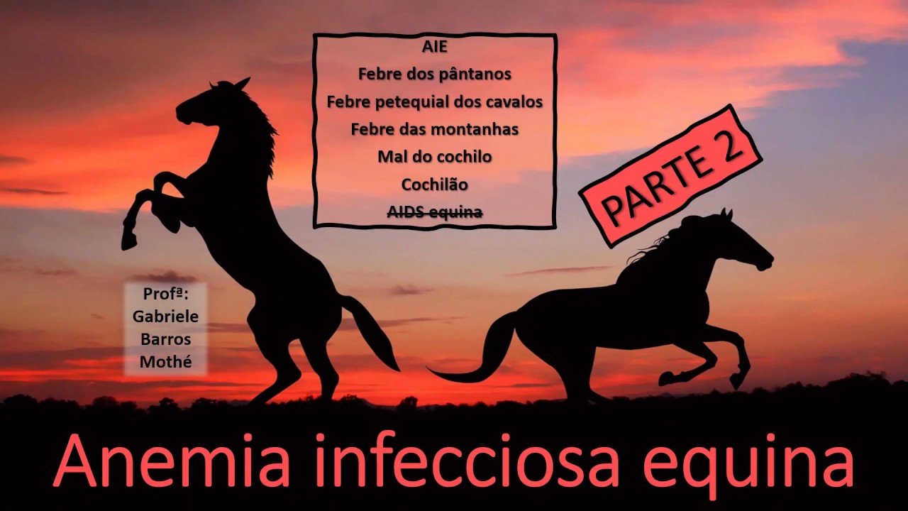 ANEMIA INFECCIOSA EQUINA - parte 2 (medicina veterinária)