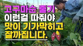 고구마줄기 이런걸 따줘야 맛있고 잘까집니다. 줄기를 너무 많이 자르면 고구마 맛이 없다? - 고구마재배 고구…