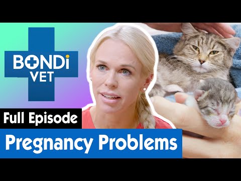 Kitten May Be Stuck Inside Mother's Womb 🐱 | Bondi Vet Coast to Coast Season 1 Ep 4 | Full Episodes