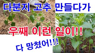 다분지 고추 만들다가, 우째 이런 일이... 모종 가식하며 묵힌 모종의 괴상한 성장 모습,  고추 다수확을 …
