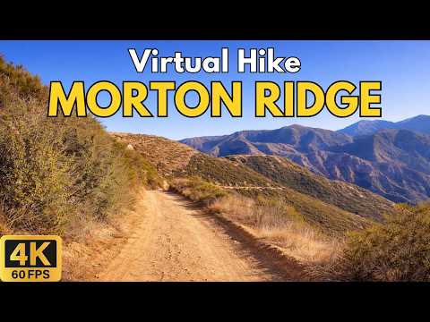 4K Virtual Hike – Morton Ridge Trail, San Bernardino National Forest | 28-Min Scenic POV Walk