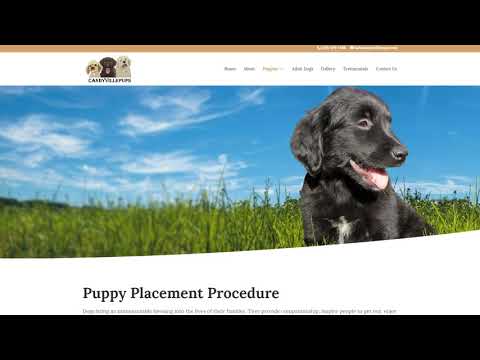 Candyville Pups - SlyFox Web Design & Marketing - Web Design Project