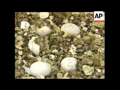 Some rare Egyptian turtles have been born at the zoo in Rome, after animal traffickers had packed 27