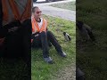 Crow Befriends Drunk Man: Why?