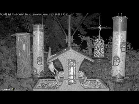 Flying Squirrel Not Too Graceful Landing ... Cornell Lab FeederWatch Cam at Sapsucker Woods