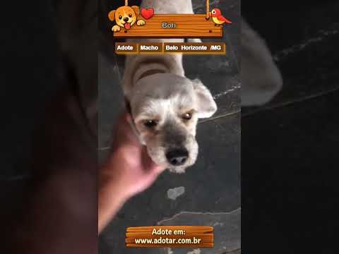 Vídeo de Bob