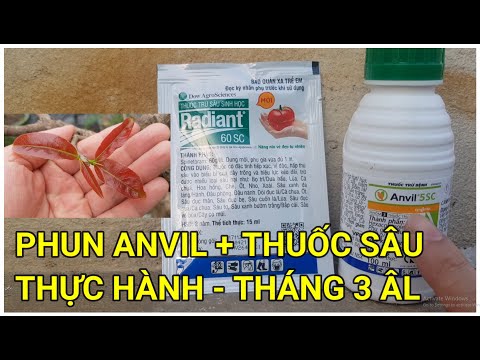 🔴 QBS22170 - CARE FOR NORTHERN APRICOT BLOSSOMS IN THE 3RD LUNAR MONTH | INSTRUCTIONS FOR SPRAYIN...