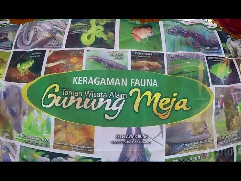 Papua Vlog-041, Taman Wisata Alam Gunung Meja (Hutan di Tengah Kota Manokwari)