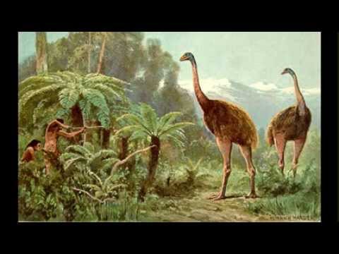 Rapanui Voc 001 'hack, cut, wound' - 'more / momore'