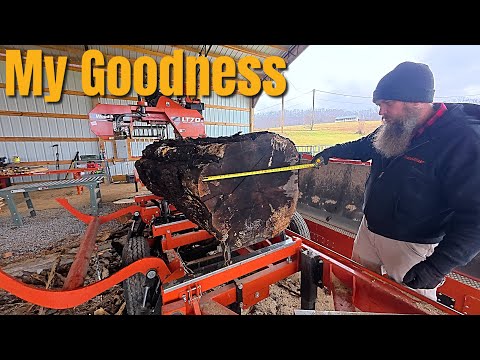 LOOK At What I Found Inside This Rotten Log