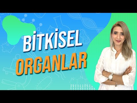 BİTKİSEL ORGANLAR | Seda Hoca Biyoloji 🧬#ayt2024