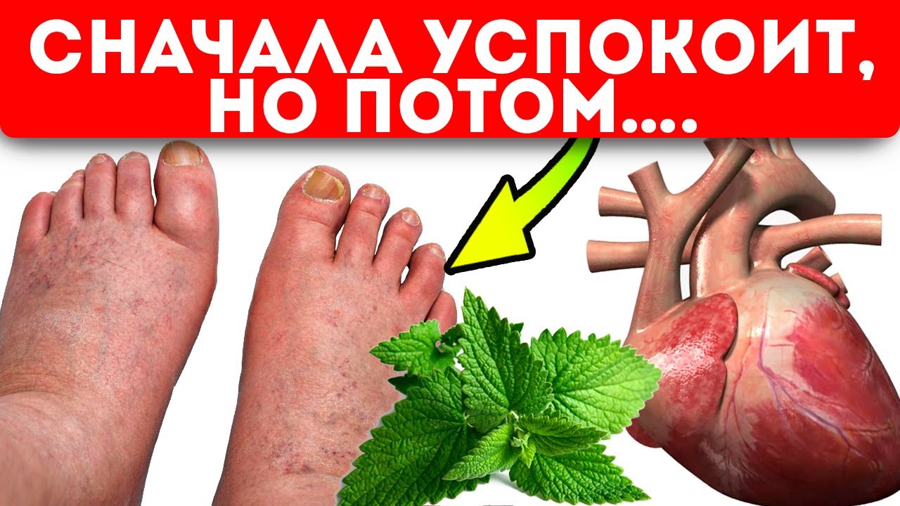 Смотреть мятный чай на ночь сейчас мятный чай на ночь