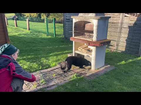 Mut wächst mit Vertrauen – Apportieren für unsichere Hunde