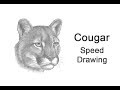 Cougar Mountain Lion Head Detail Time Lapse Speed Drawing