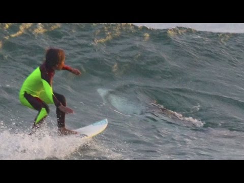 Young surfer unknowingly shares wave with a shark, and his dad captures it on camera