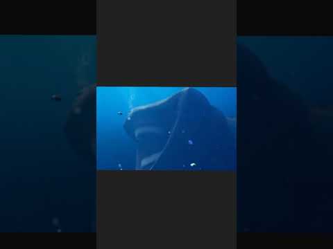 the bloop vs el Gran maja