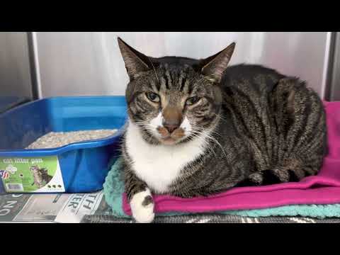Chester , an adopted Domestic Short Hair in Clifton, NJ_image-1