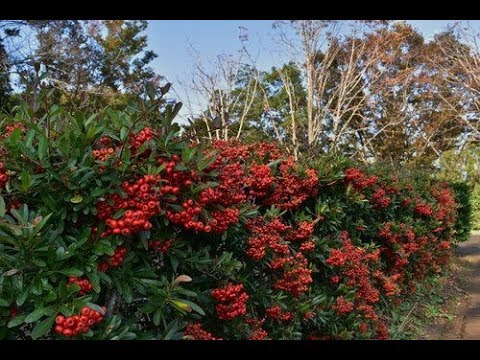 ピラカンサについて詳しく解説