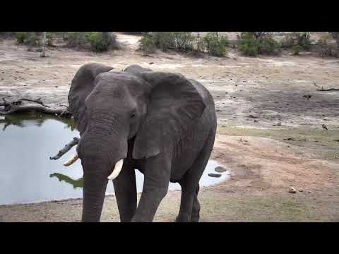 Djuma: Two Elephant bulls - 16:38 - 10/18/18