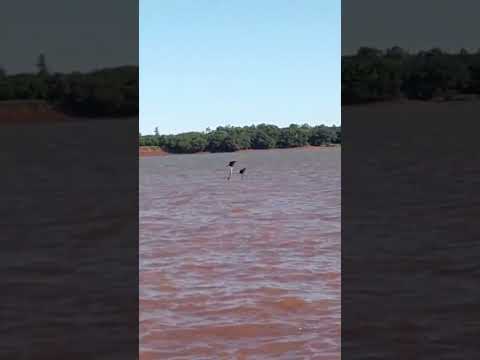 Rio de los pájaros Santo Tomé Corrientes #cesar_rock50  #cesardeprattis #riouruguay