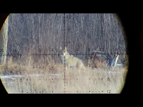Coyote from 600 to 300 yards Razor HD Gen 3
