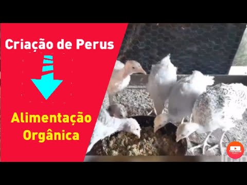 , title : 'Criação de PERU, alimentação balanceada para PERUS...'