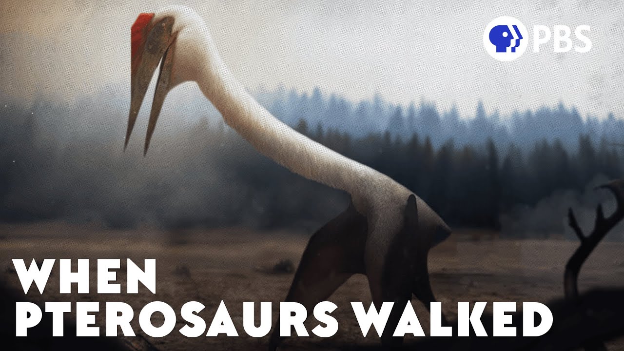 When Pterosaurs Walked