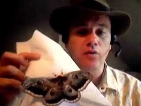 Größter Schmetterling Europas  (15cm) Flügelspannweite