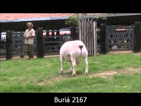 BURIÁ 2167 - GENÉTICA BURIÁ