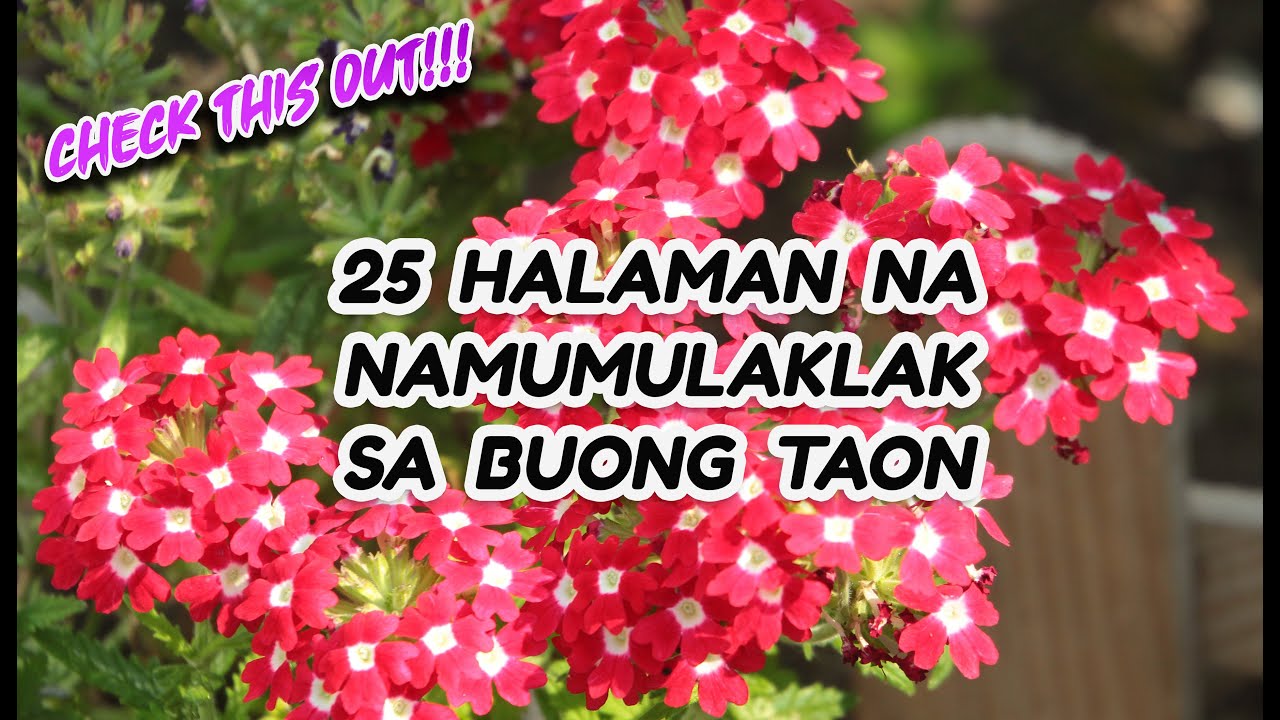 Halaman na namumulaklak sa buong taon | Gorgeous Plants That Bloom All Year Round